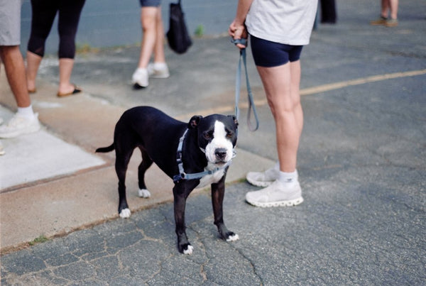 A good dog waiting outside